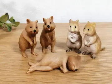 쿼카왈라비 5마리
