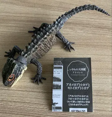 붉은눈가부토도마뱀 다크 브라운