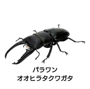 생물대도감 사슴벌레08 팔라완넓적사슴벌레