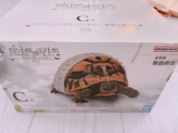 제일복권 파충류&양서류 C상 헤르만 육지거북 방 안 산책 ver.