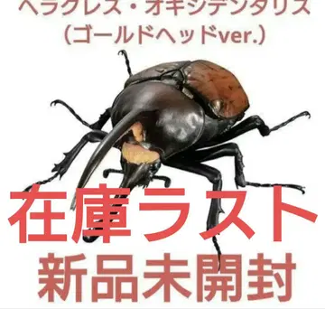 미개봉 새상품 프리미엄 가샤 헤라클레스 옥시덴탈리스 골드 헤드 ver.
