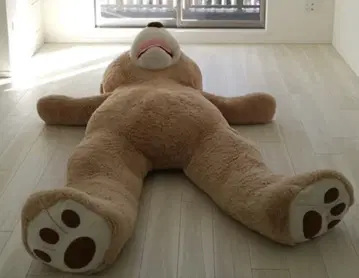 코스트코 236cm 빅 디베아