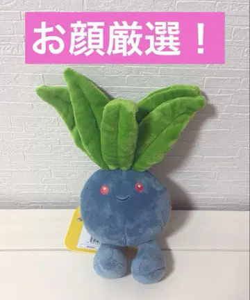 포켓몬 핏 나조노쿠사