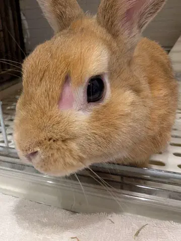 반지