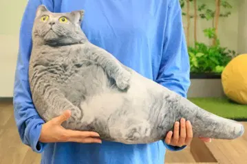 리얼 뚱냥이 쿠션 2 놀란 얼굴 고양이 봉제 인형