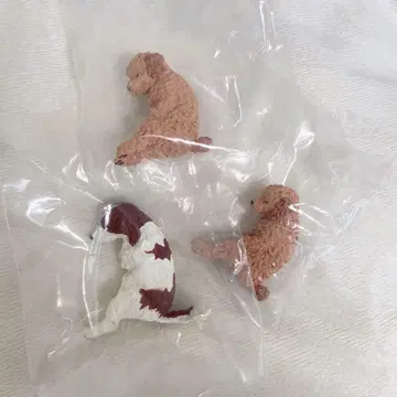 함께 잠자는 묶음 판매 토이 푸들 코이켈