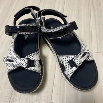[ 24.5cm ] MBTkisumu 키즘 달마시안