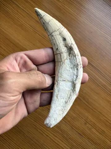사벨 타이거의 이빨 화석