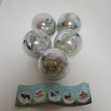 어드벤처월드 카프리움 컬렉션 사파리월드 라이온 5개