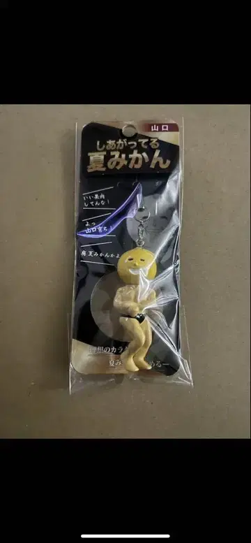 제대로 익은 여름 귤 야마구치 한정