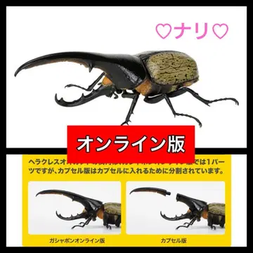 온라인판 헤라클레스 헤라클레스 (황갈색) 생물대도감 갑옷벌레07