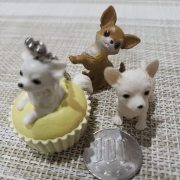 치와와