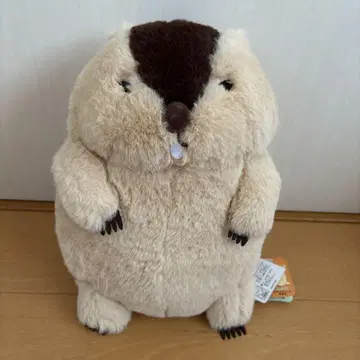 마모트의 뭇톳토 하마모토