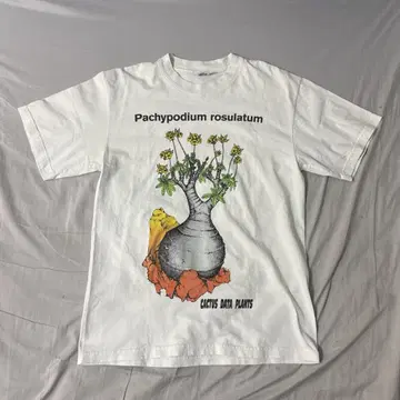 'CDP PACHYPODIUM GRACILIUS' Original