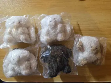 죠세마루 귀 늘어나는 라테 블랙
