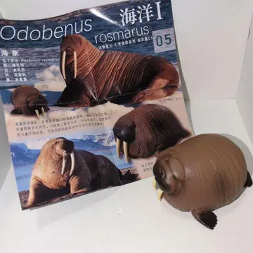 동물의 혹성 해양편 해양1 바다코끼리 피규어 생물 동물혹성 토이