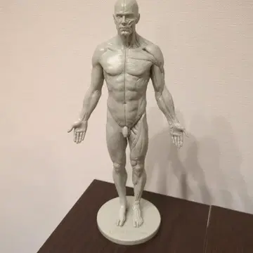 3d total Male anatomy 아나토미 피규어 [중고]