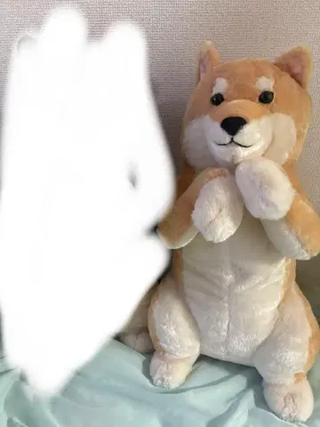 포근 시바견 차차노스케 BIG 밥 줘 앙탈 봉제 인형