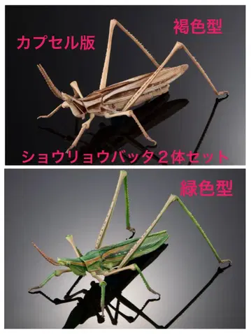 생물대도감 어드밴스 [캡슐판] 쇼우료밧타 (녹색, 갈색형) 세트