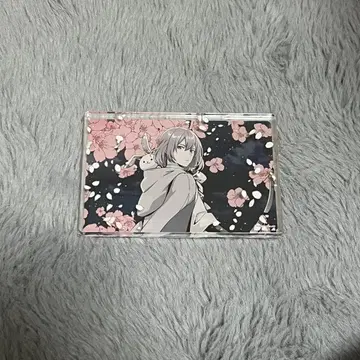 메이코이 이즈미 쿄카