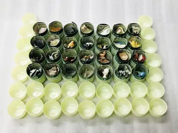 미사용 초코Q 펫 동물4 노멀 컴플리트 전 28종 가이요도