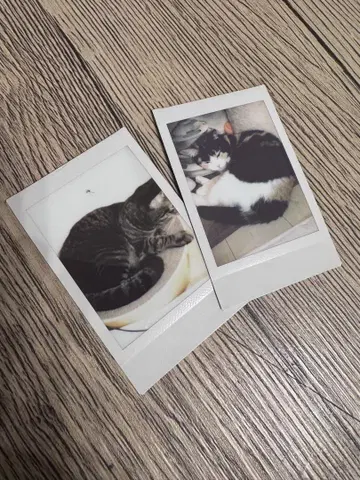 고양이 폴라로이드 사진 2매 세트
