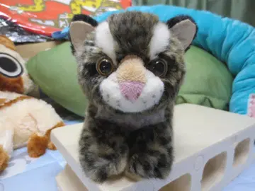 택 포함 이리오모테고양이 봉제 인형 40cm