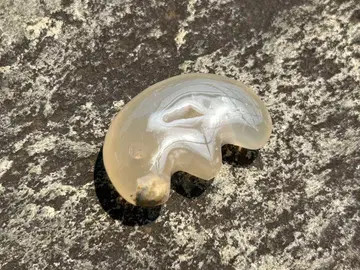 아오모리산 마노 이형 곡옥 금사옥