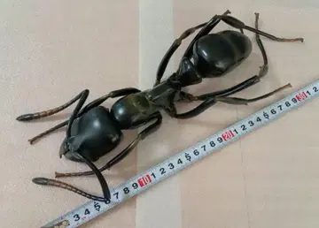 [ 초대형/레어 ] 오오하리아리 MEGA 피규어