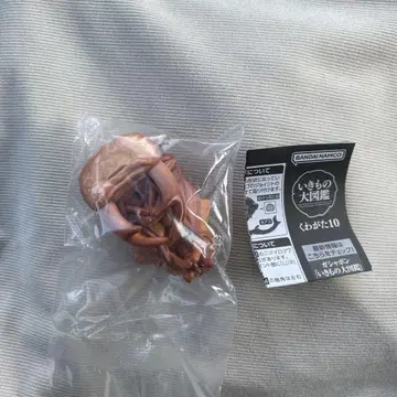 생물대도감 사슴벌레10 왕사슴벌레 번데기