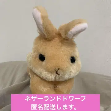 토끼 네덜란드 드워프 봉제 인형 다이토 한정판 새상품급