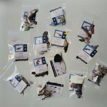 초코라자우르스 13개