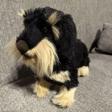 케에센 닥스훈트 장모 36cm
