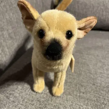 케에센 치와와