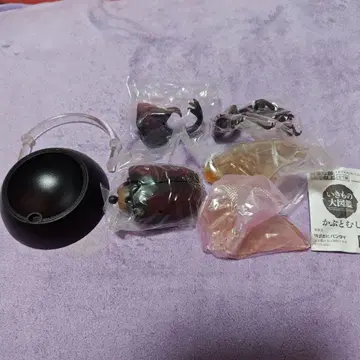 생물대도감 장수풍뎅이01 야마토 장수풍뎅이 적갈색