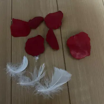 나니와단시 BONBONVOYAGE 낙하물 장미 깃털