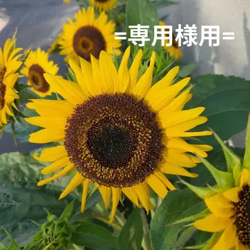 아시한 누노조리 해파리, 프로필 필수 [이사 전 초미니멀리즘] 님 용