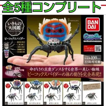 생물대도감 피콕스파이더 전5종 컴플리트 세트 미개봉 새상품 1