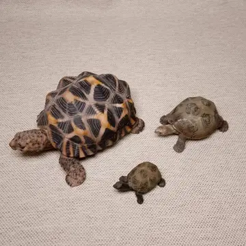 거북이 피규어 반려동물 저금통 슐라이히