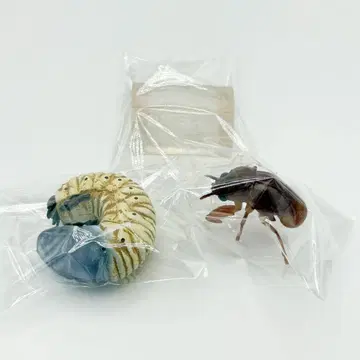 제일복권 곤충 E상 데스크탑 피규어 매미 빈 껍데기 유충 세트