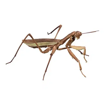 온라인판 생물대도감 어드밴스 왕사마귀(갈색)