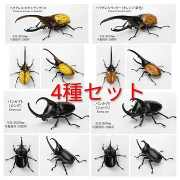 4종 세트 생물대도감 가부토무시 헤라클레스 빵가부토 옥시덴탈리스