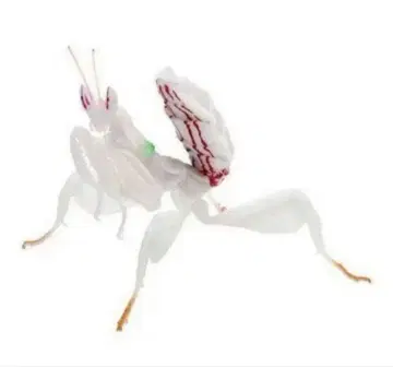 [ (레어)생물대도감 반다이 사마귀03 하나사마귀(유체 화이트) ]