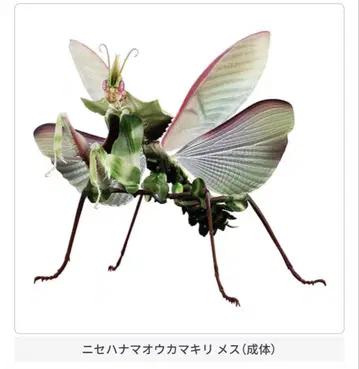 니세하마오카마키리 암컷 성체 생물대도감