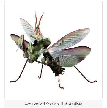 니세하나마오 사마귀 수컷 성체 생물대도감