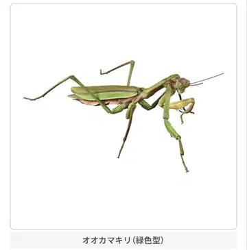 대사마귀 그린 컬러 생물대도감