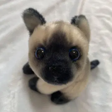 고양이 봉제 인형