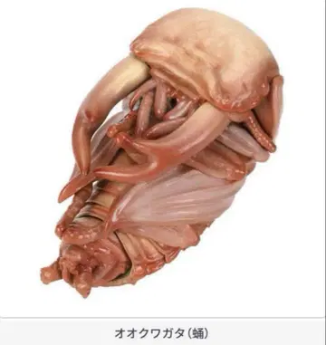 생물대도감 사슴벌레 10 오오쿠와가타 번데기