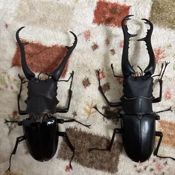생물대도감 어드밴스 사슴벌레, 넓적사슴벌레 세트