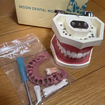 치과 모형